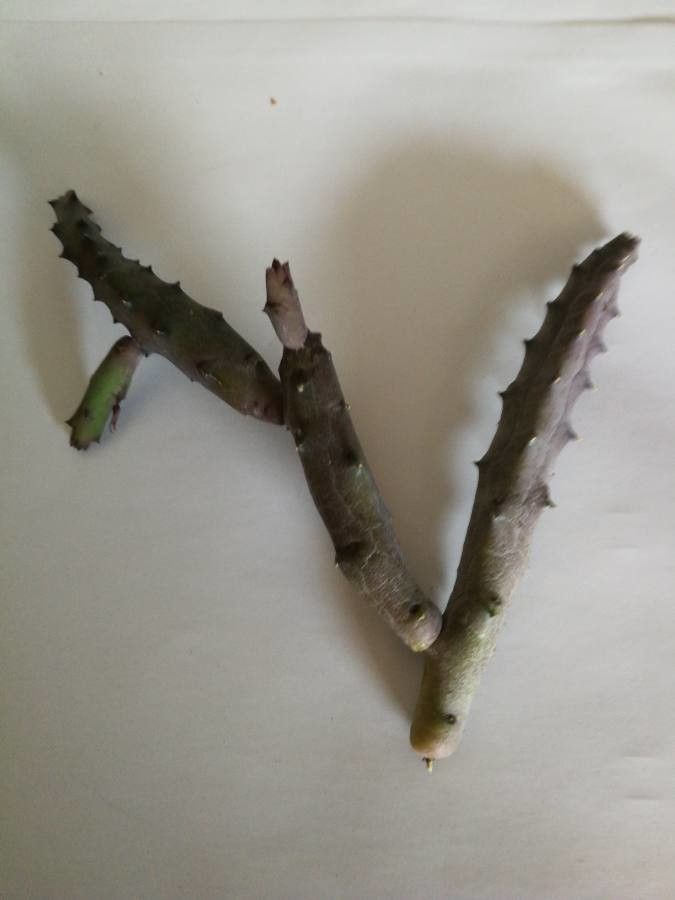 Huernia pendula — search result for 'Huernia'