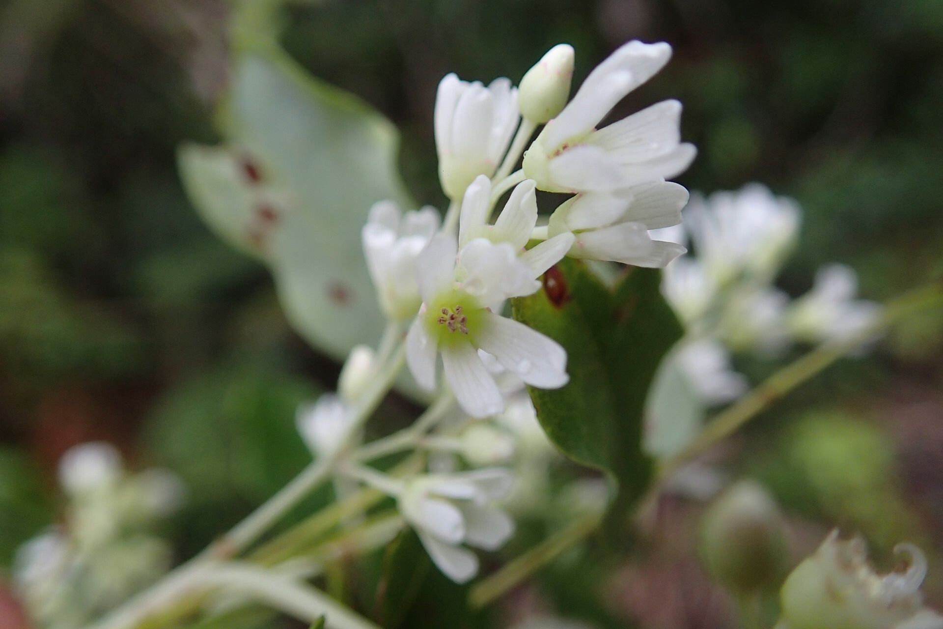 Rourea balansana flower