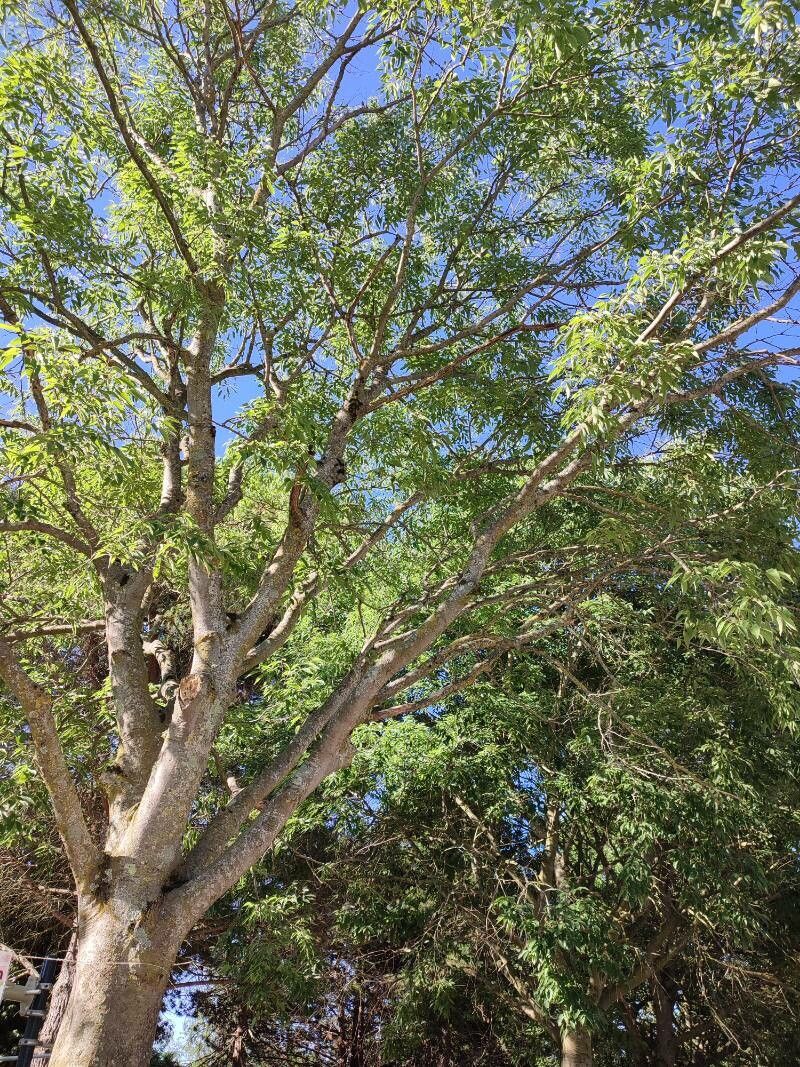 Kirkia acuminata leaf