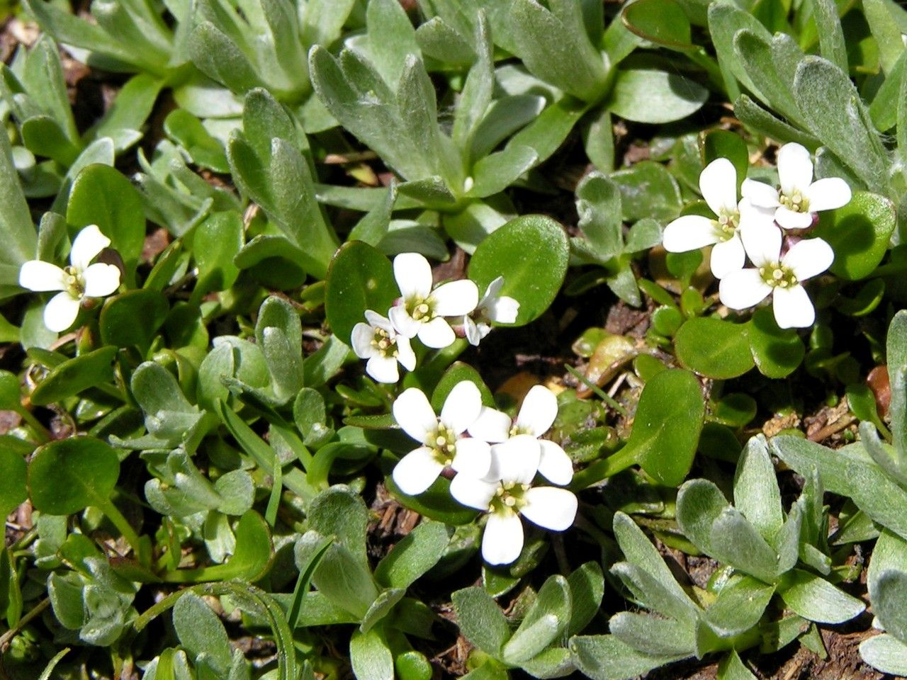 Cardamine alpina habit