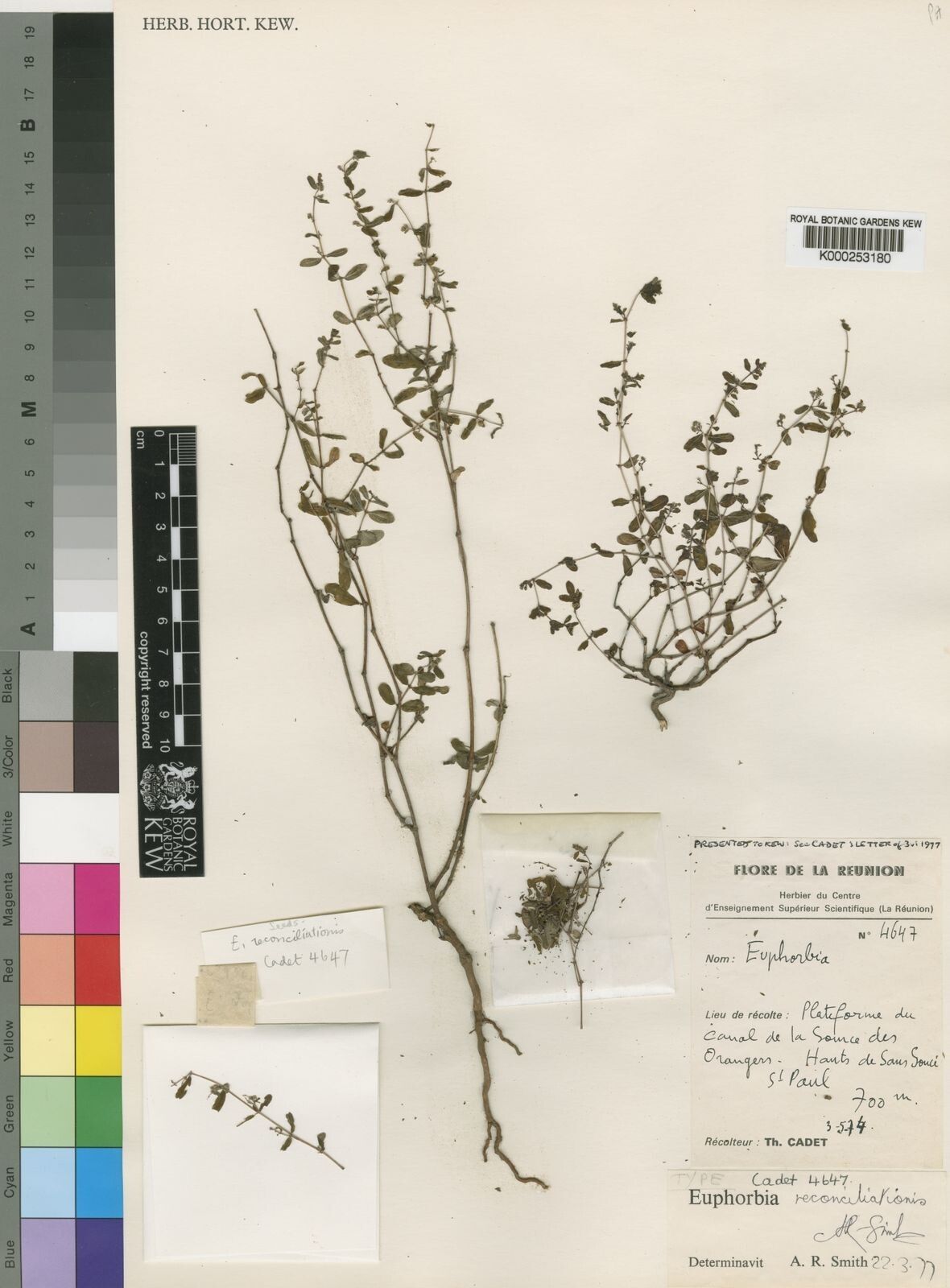 Chamaesyce reconciliationis — houseplant care guide