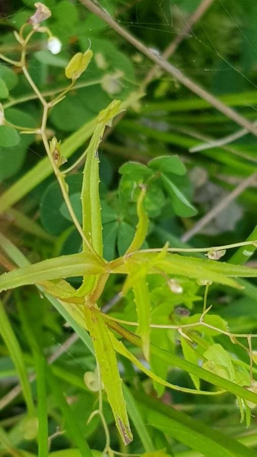 Veronica scutellata — houseplant care guide