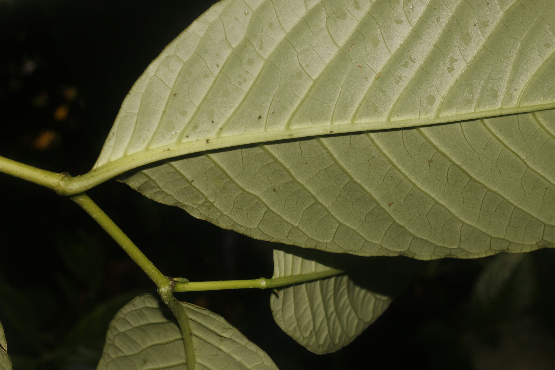 Piper pseudobumbratum leaf