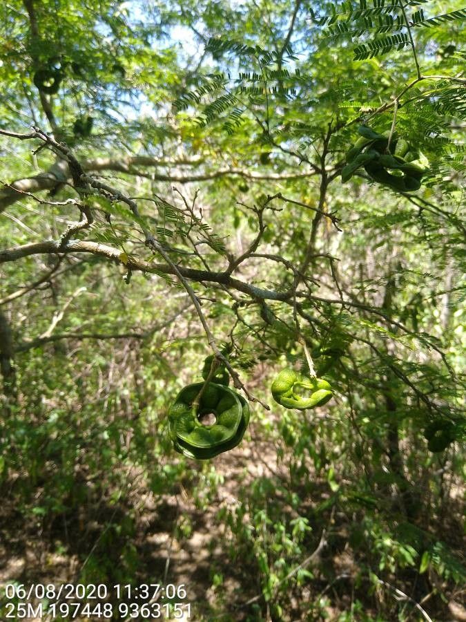 Chloroleucon dumosum fruit