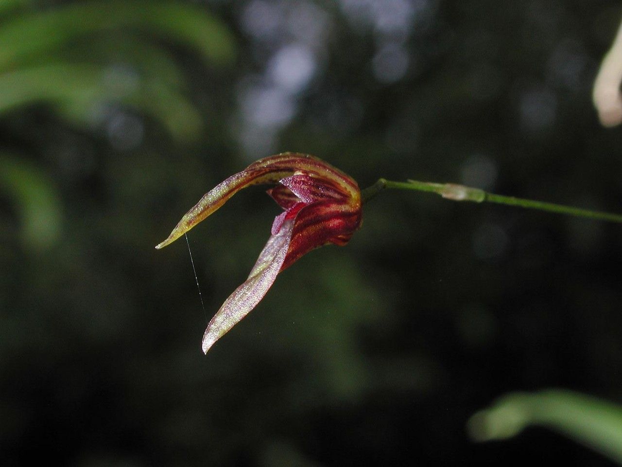 Specklinia simmleriana fruit