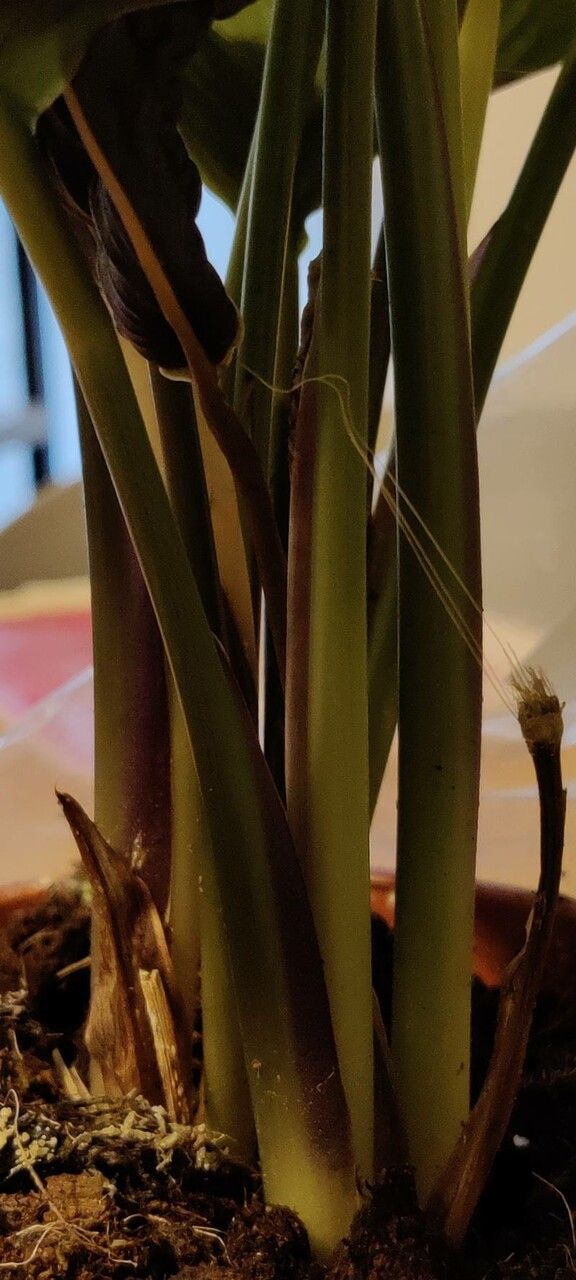 Calathea ornata bark
