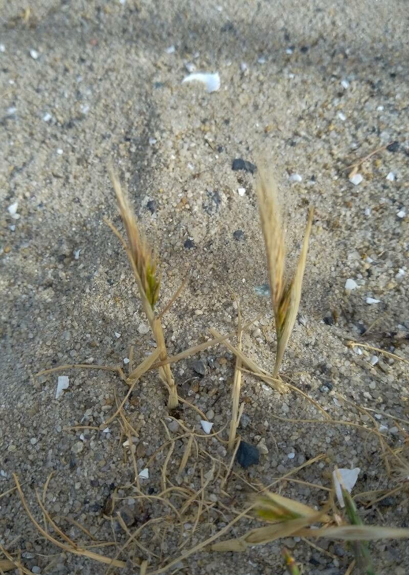 Brachypodium distachyon fruit