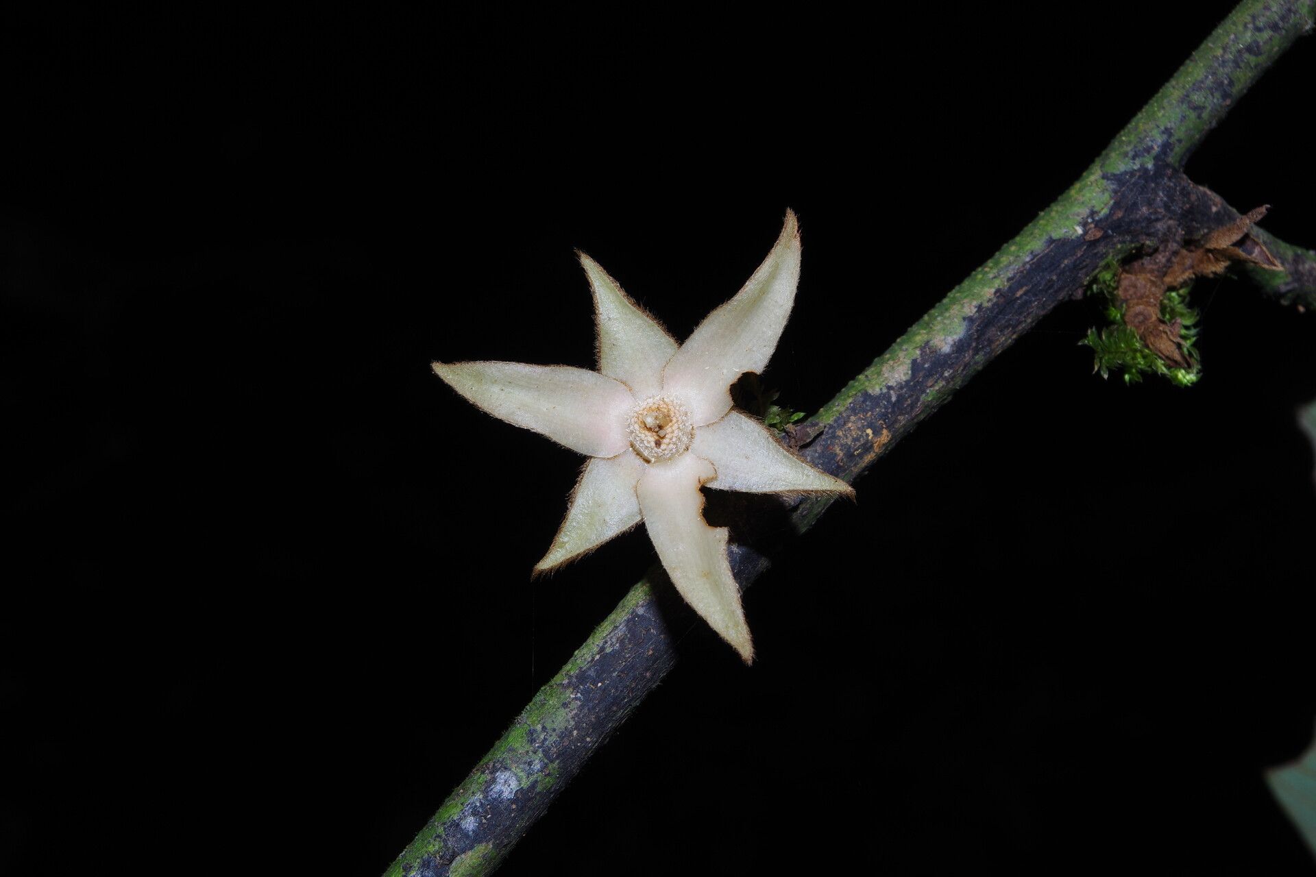 Piptostigma pilosum flower