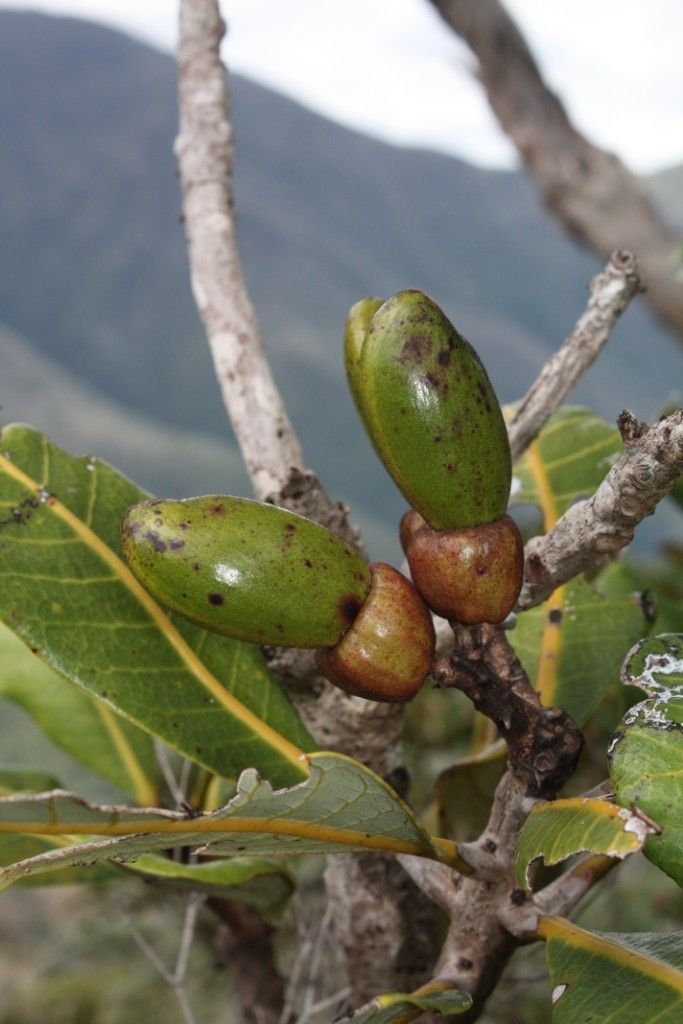 Semecarpus virotii fruit