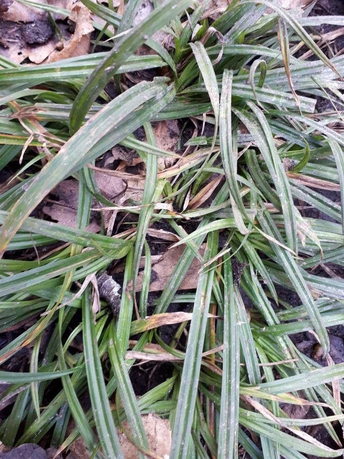 Carex brachystachys leaf