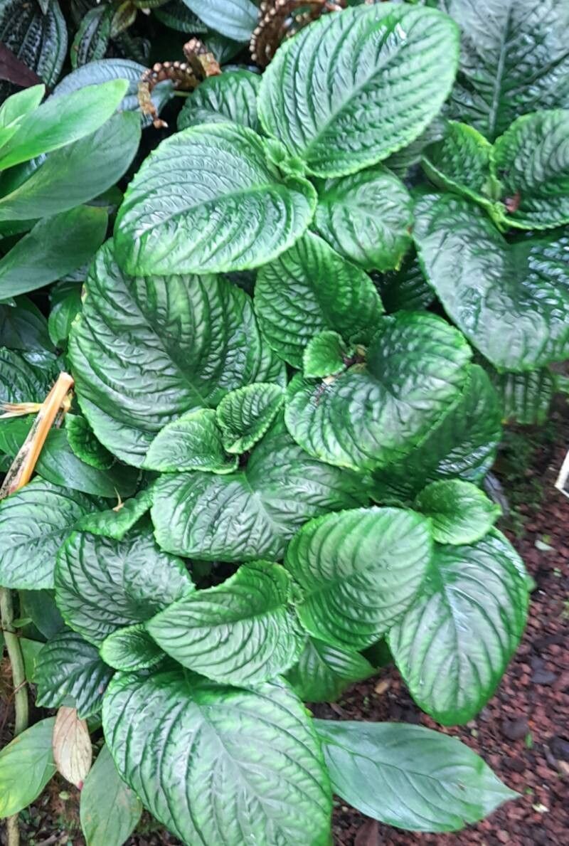 Gasteranthus corallinus habit