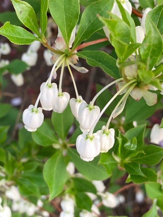 Enkianthus perulatus flower