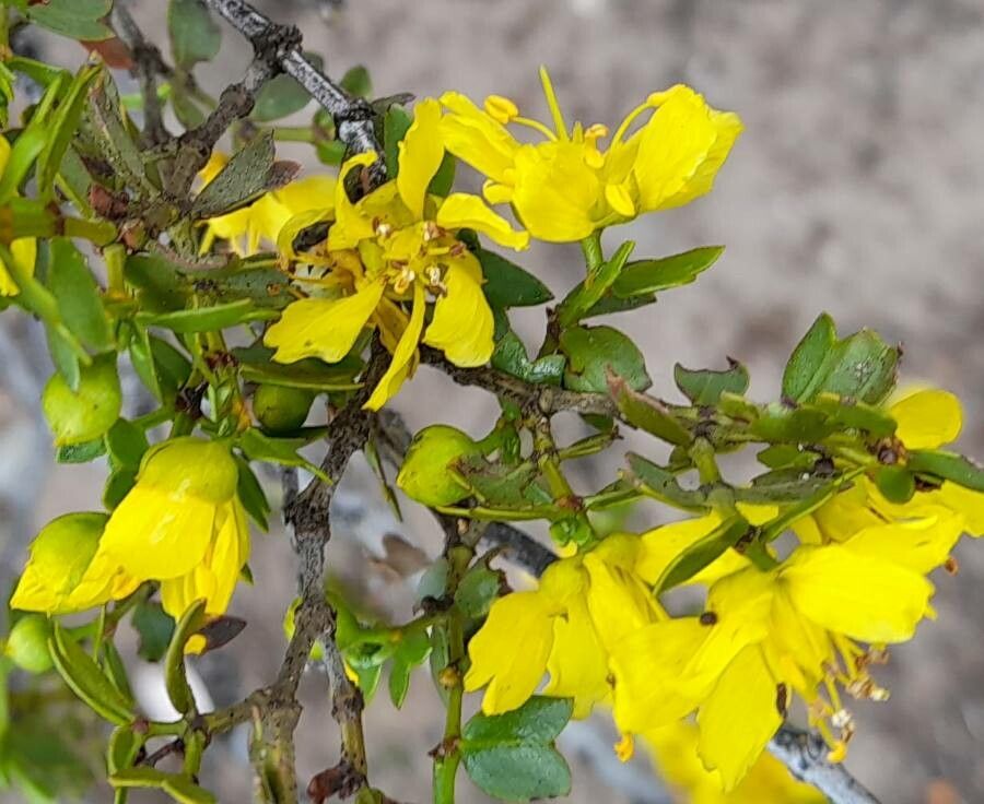 Larrea cuneifolia flower