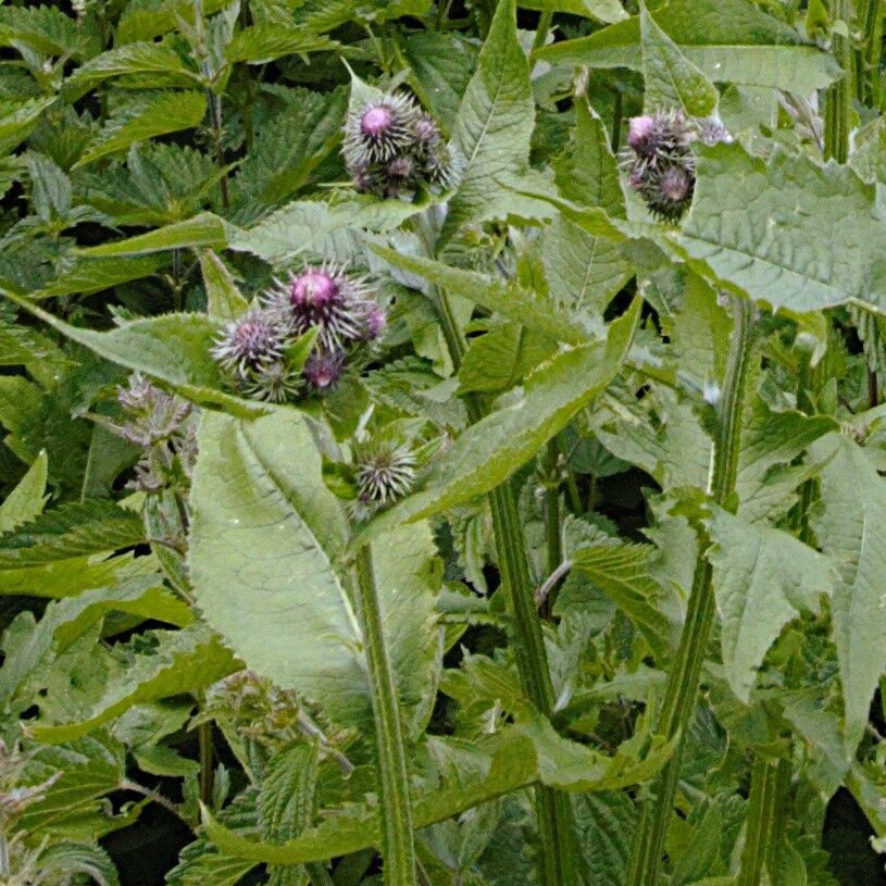 Carduus personata flower