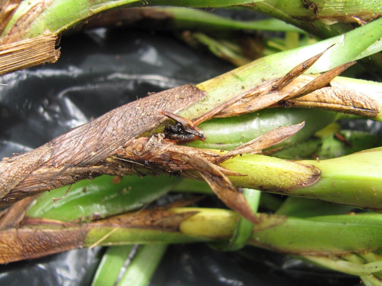 Camaridium gomezianum bark