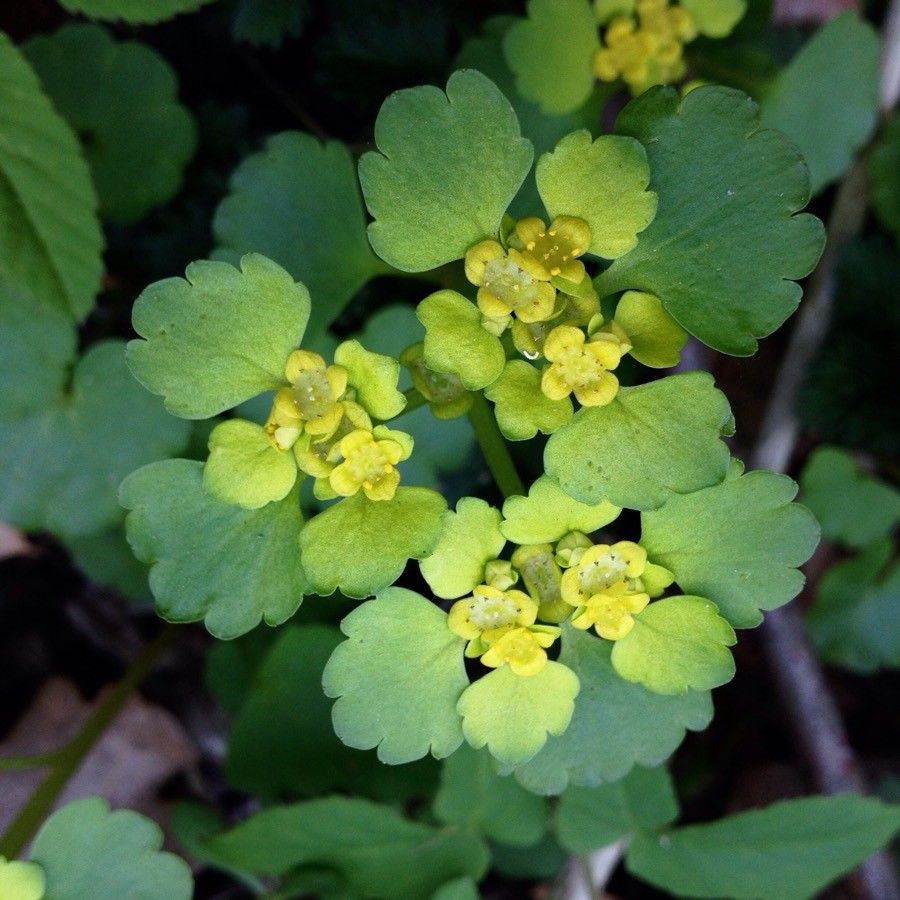 Chrysosplenium alternifolium flower