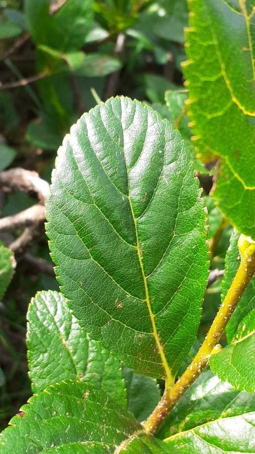 Sorbus chamaemespilus leaf