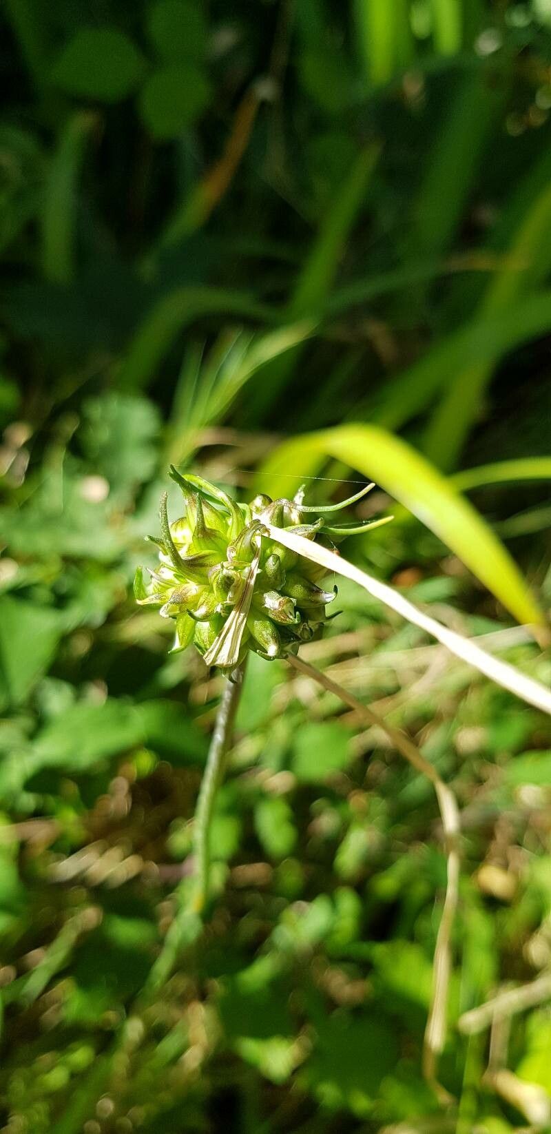 Allium carinatum fruit