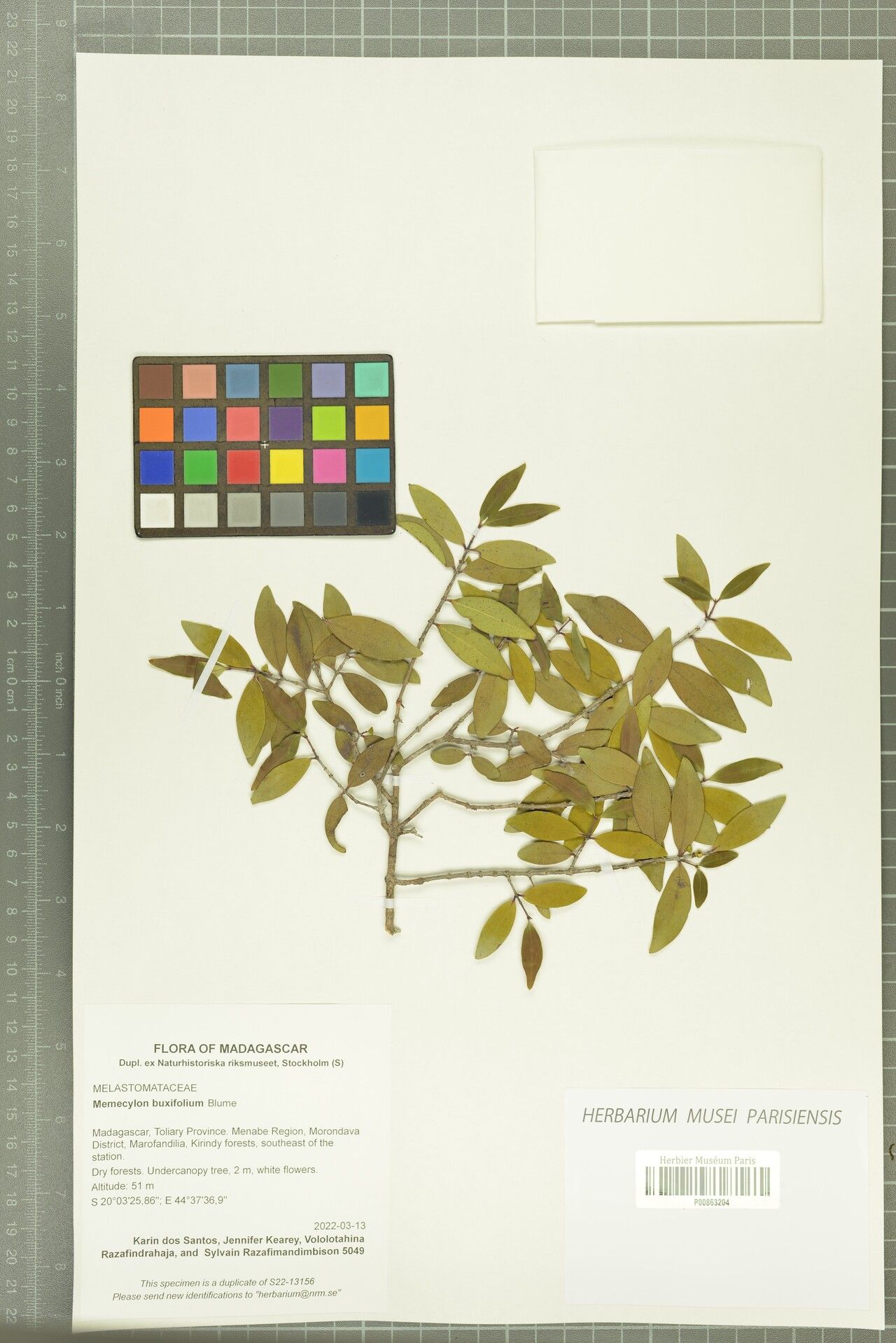 Memecylon buxifolium — houseplant care guide