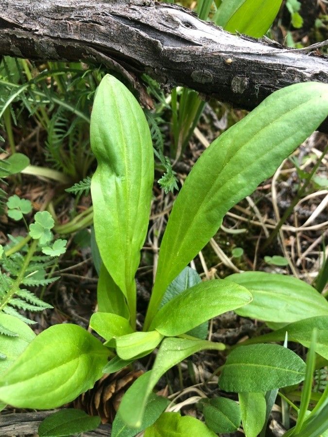 Plantago eriopoda — search result for 'Plantago'