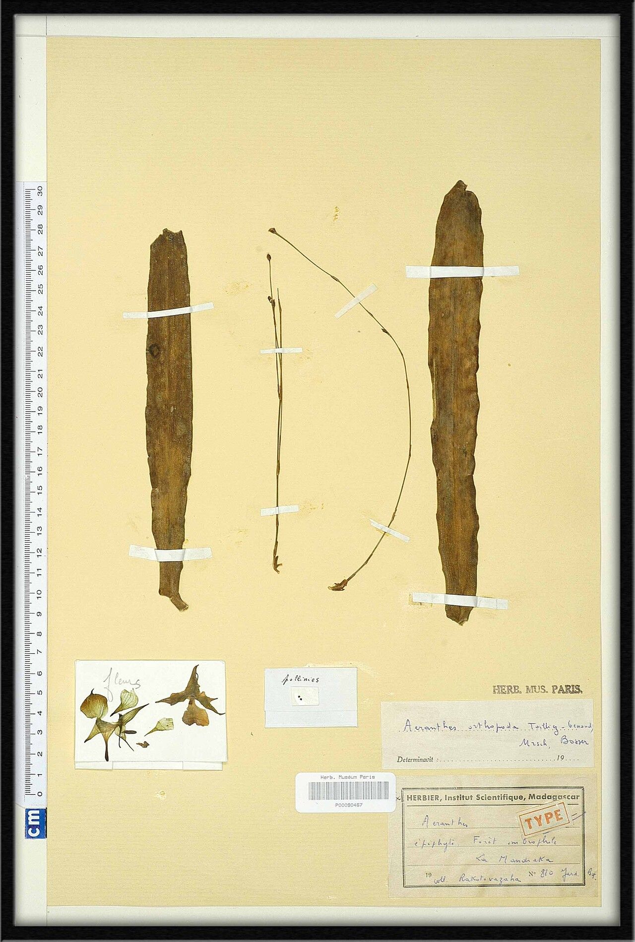 Aeranthes orthopoda — houseplant care guide