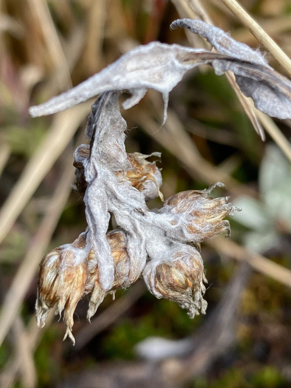 Mniodes longifolia fruit
