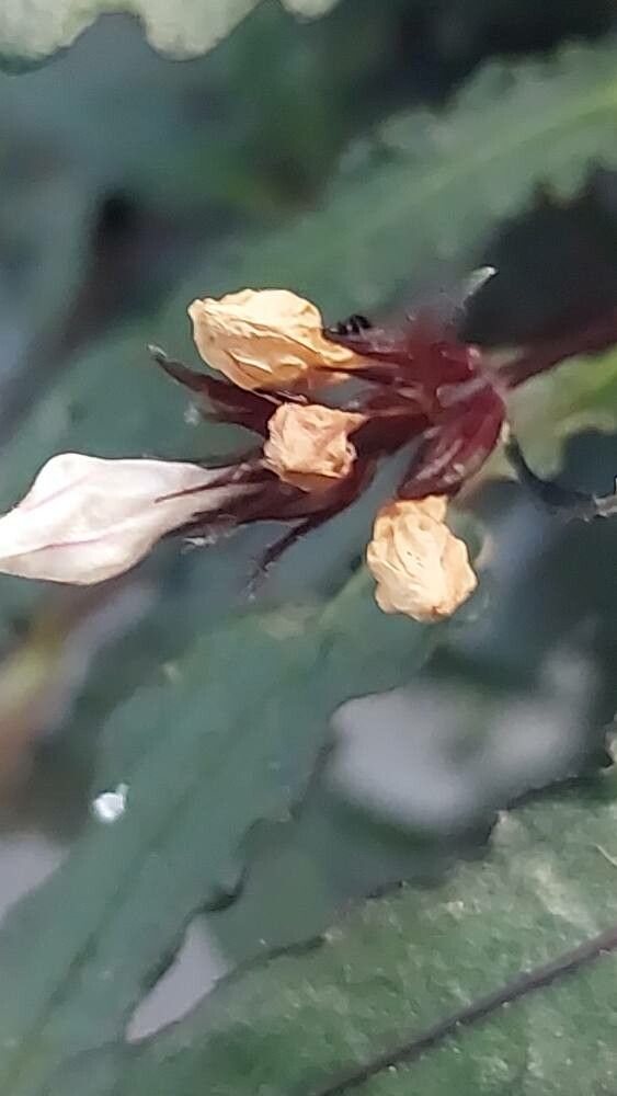 Strobilanthes sinuata fruit