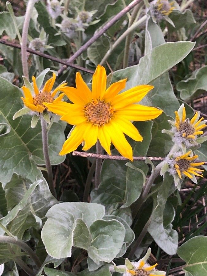 Balsamorhiza sagittata flower