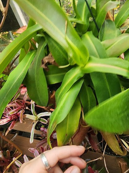 Nepenthes sanguinea habit