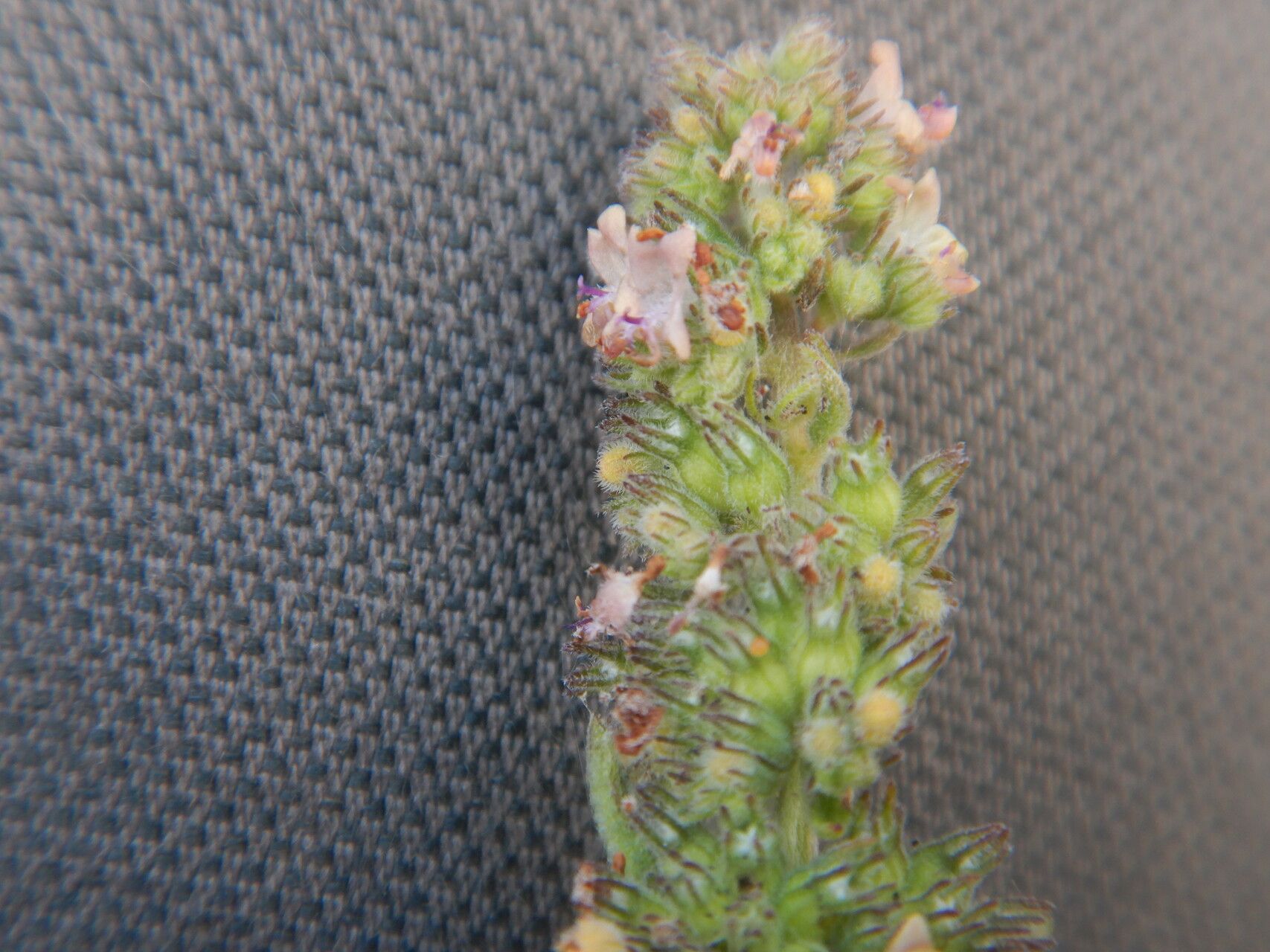 Mesosphaerum pectinatum flower
