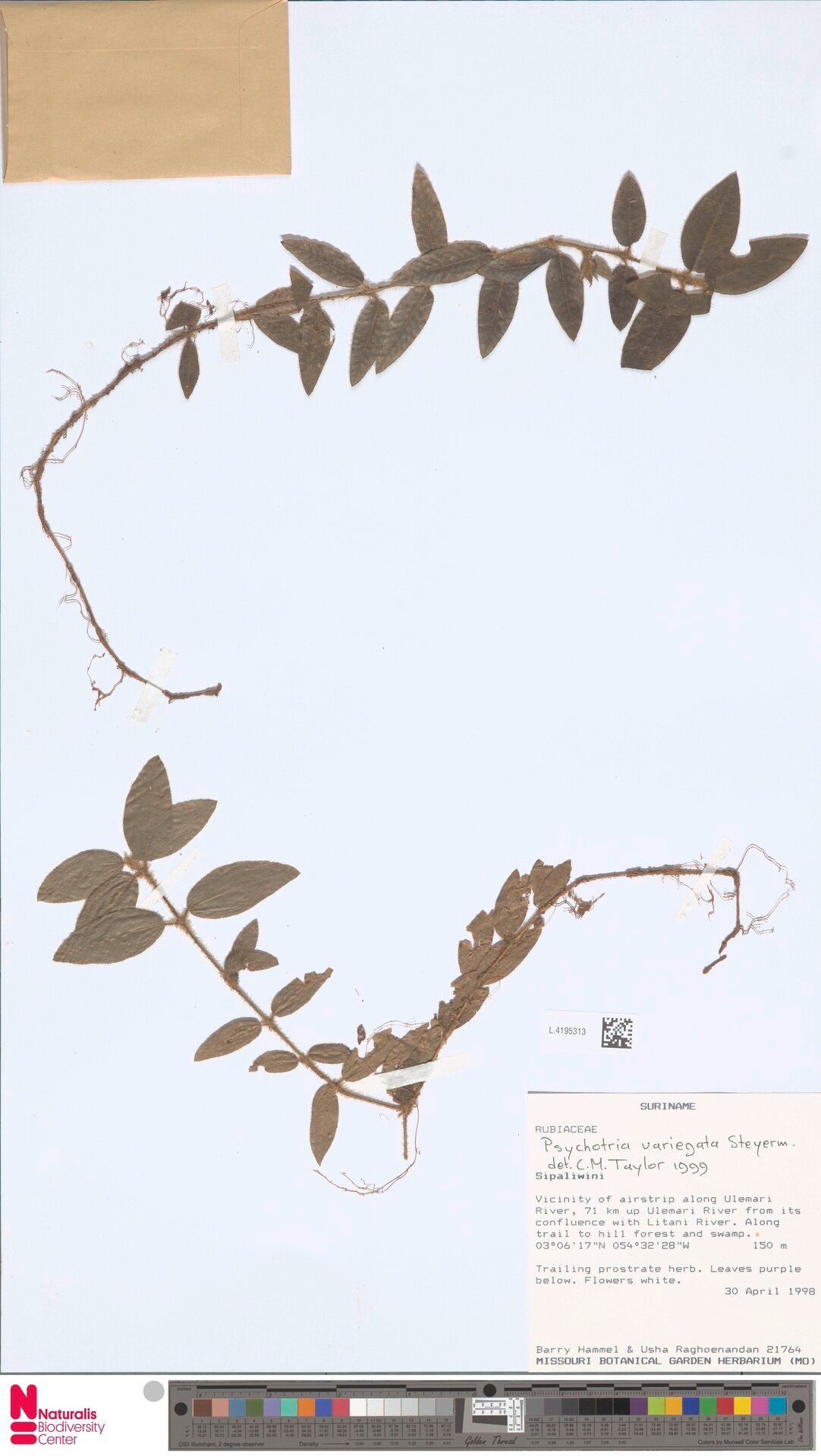 Palicourea debilis leaf