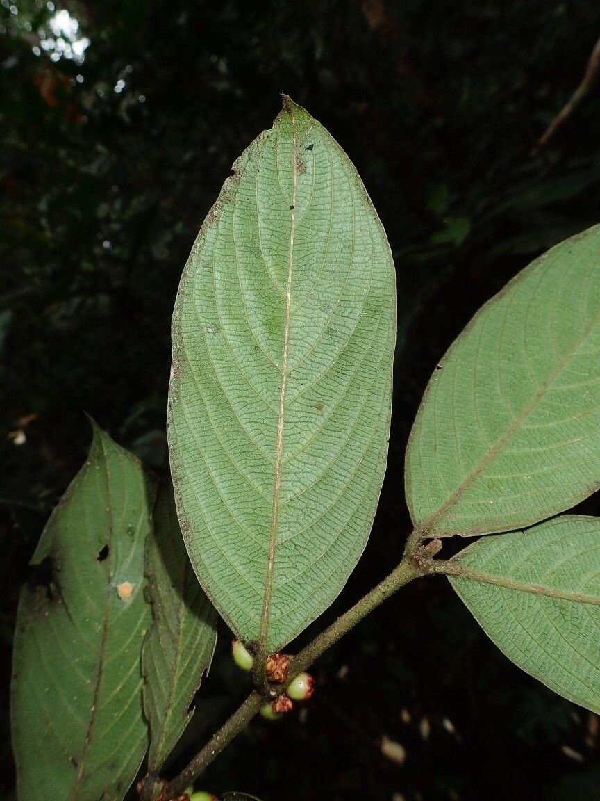 Pauridiantha barbata — related species from the same genus