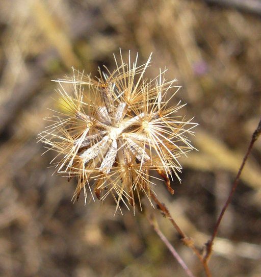Lessingia nemaclada fruit