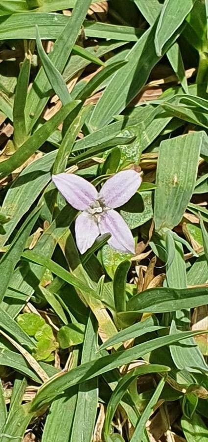 Oldenlandia monanthos flower
