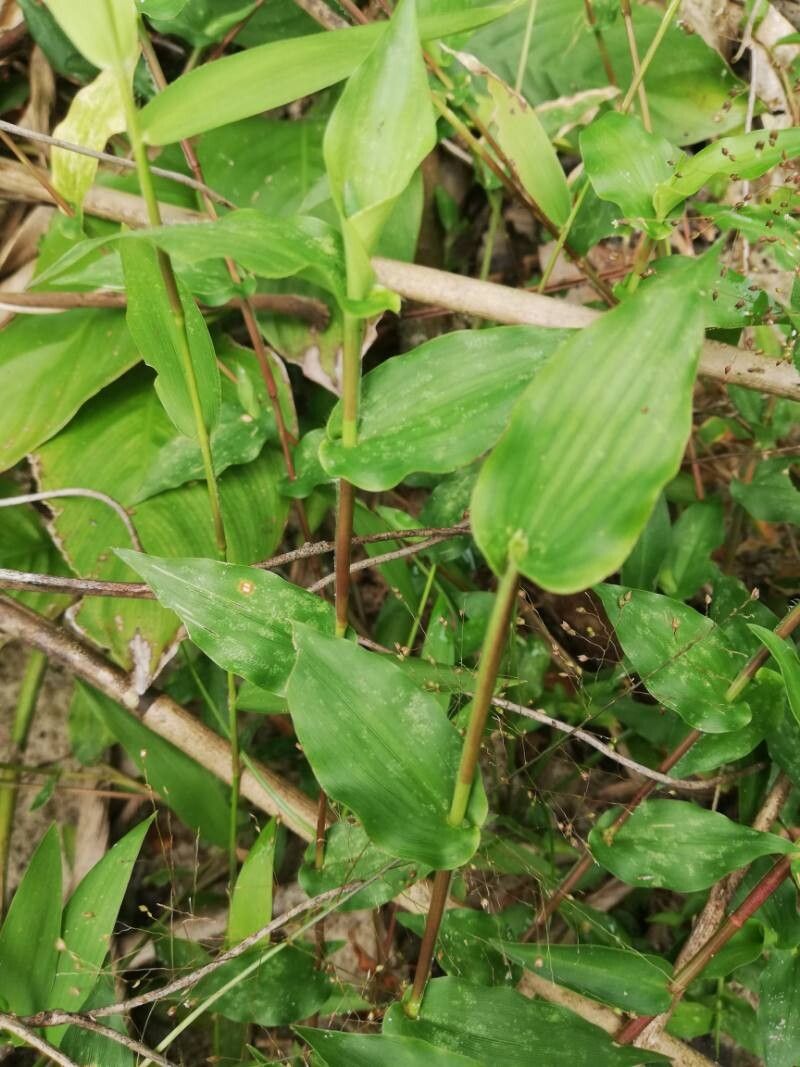 Acroceras gabunense — houseplant care guide