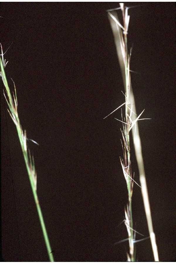 Aristida stricta — search result for 'Aristida'