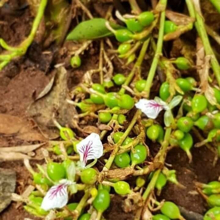Elettaria cardamomum flower