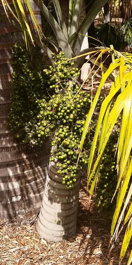 Pseudophoenix vinifera — related species from the same genus