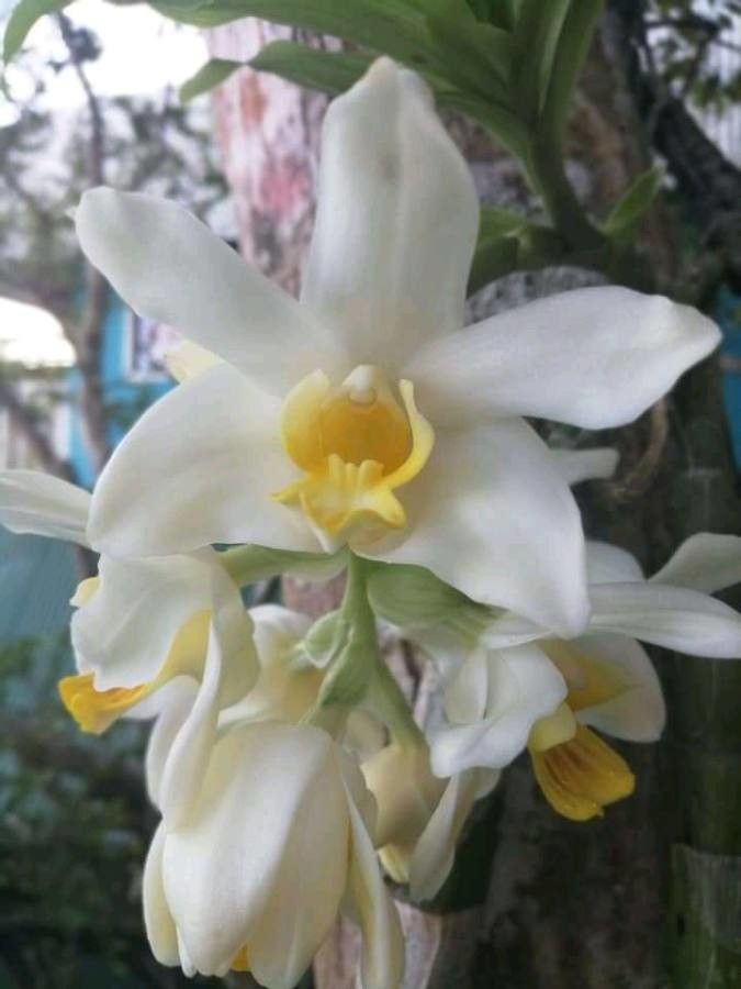 Phaius amboinensis flower