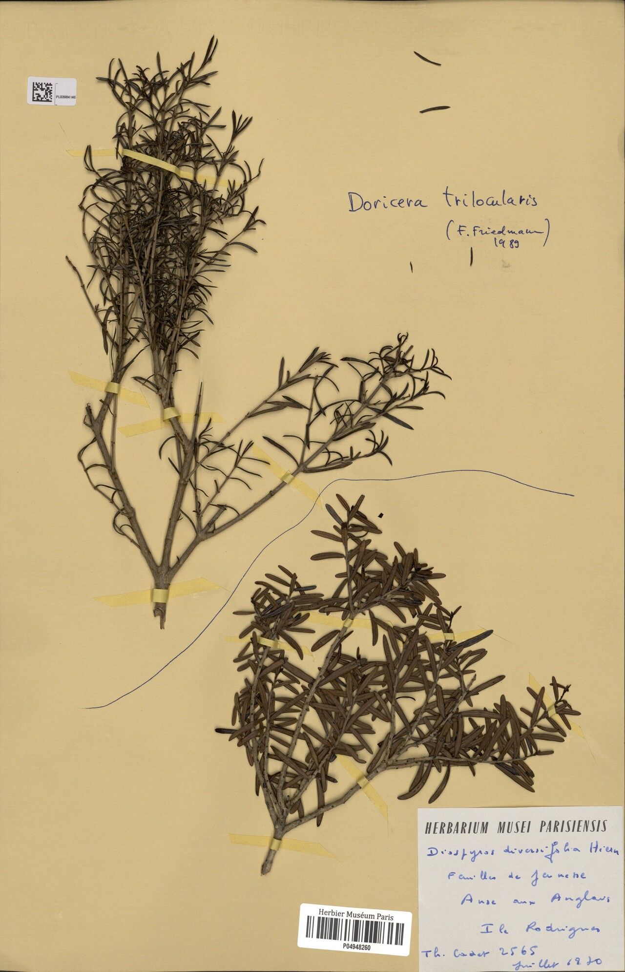 Diospyros diversifolia — houseplant care guide