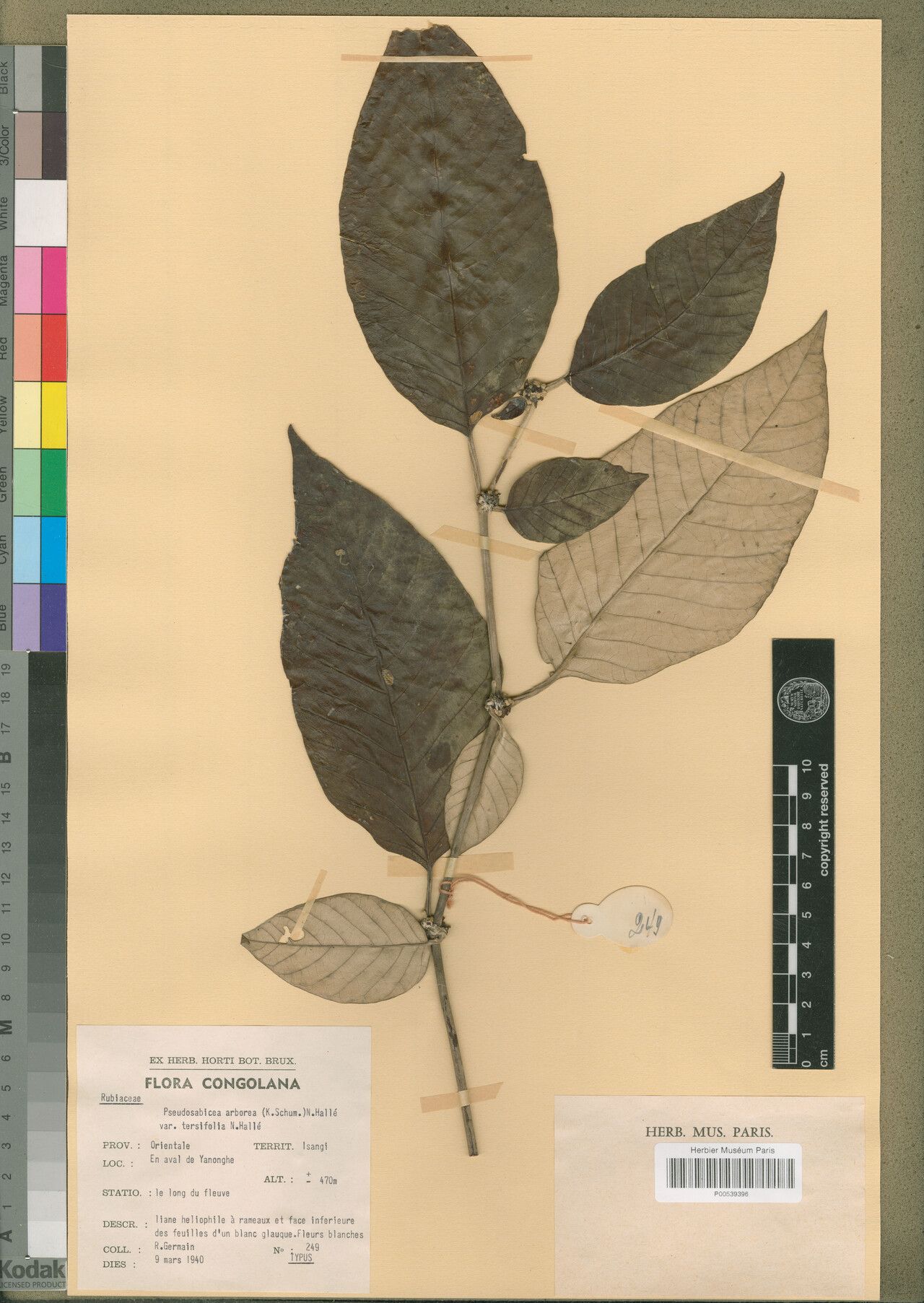 Sabicea tersifolia — houseplant care guide