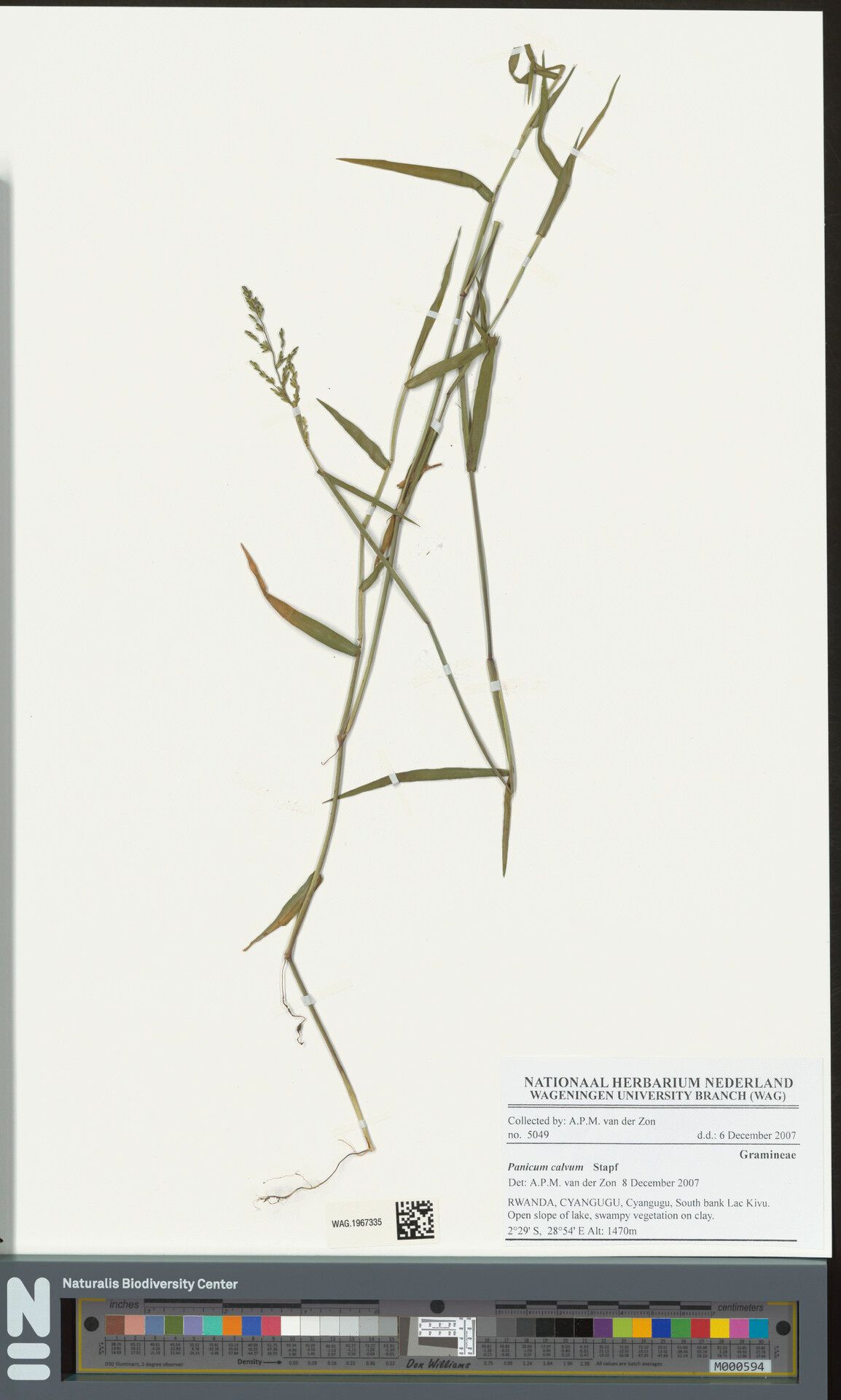 Panicum calvum — houseplant care guide