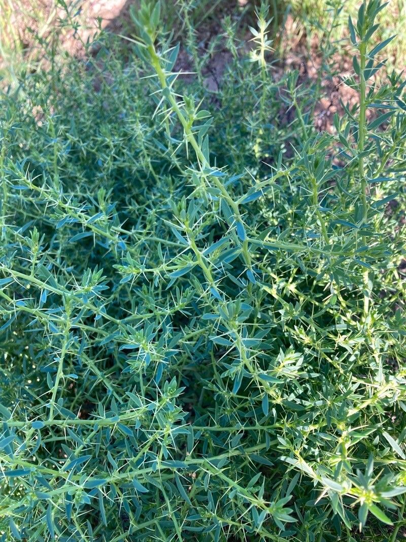 Sclerolaena muricata — search result for 'Bassia'