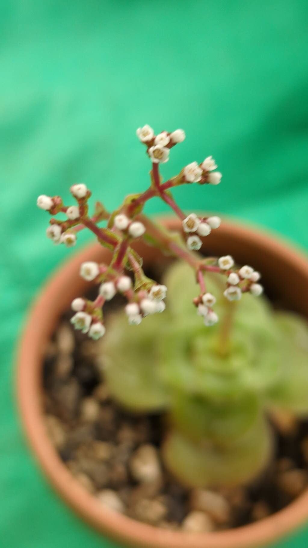 Crassula intermedia flower
