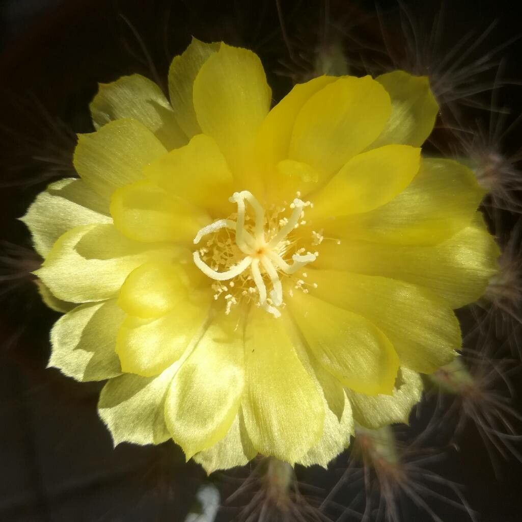 Parodia magnifica flower