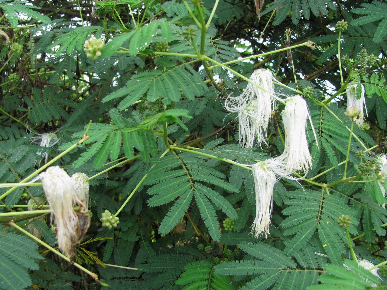 Zapoteca mollis other