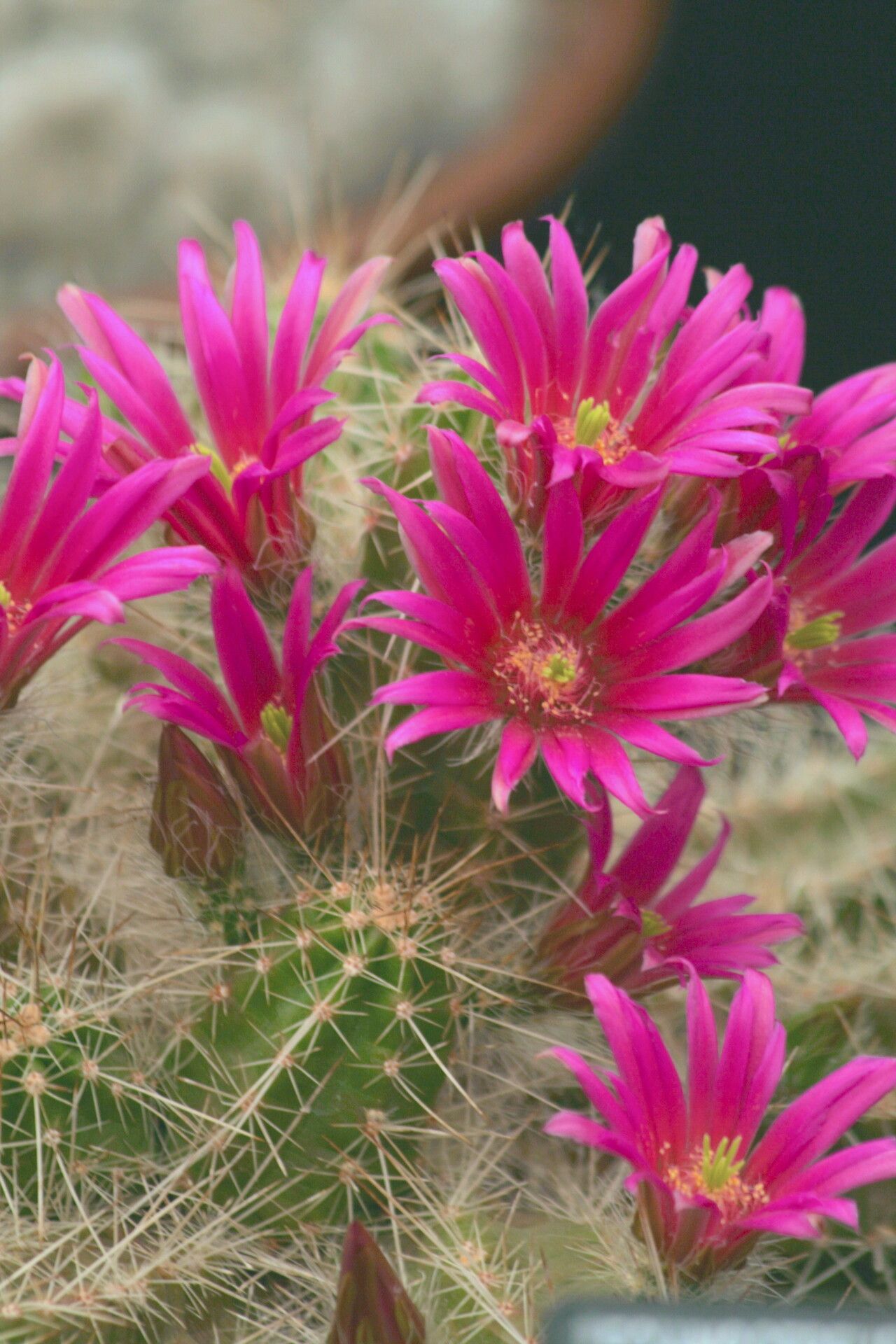 Echinocereus parkeri flower
