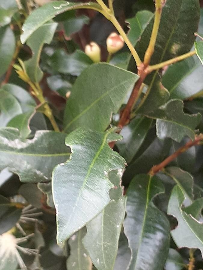 Syzygium smithii leaf