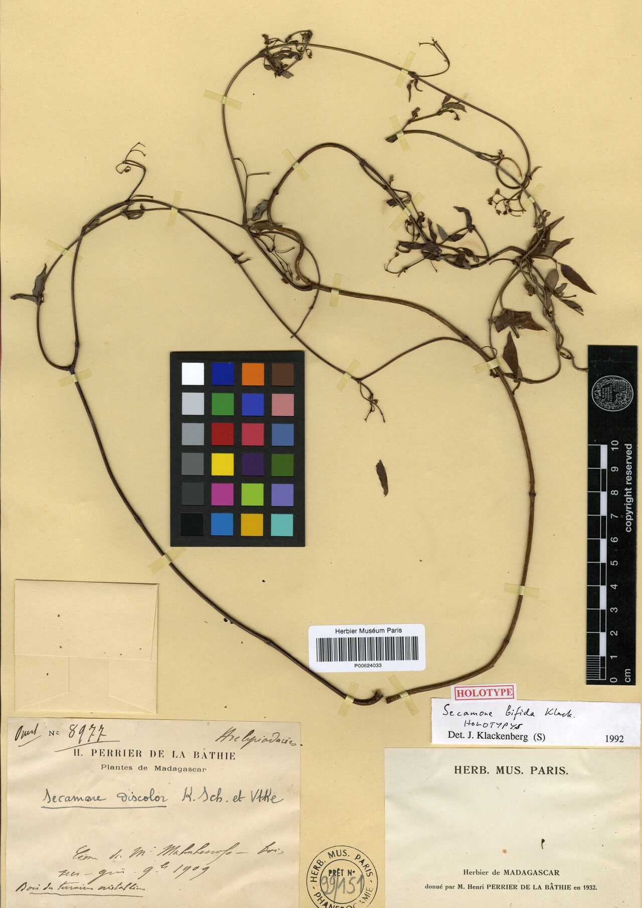 Secamone bifida — houseplant care guide