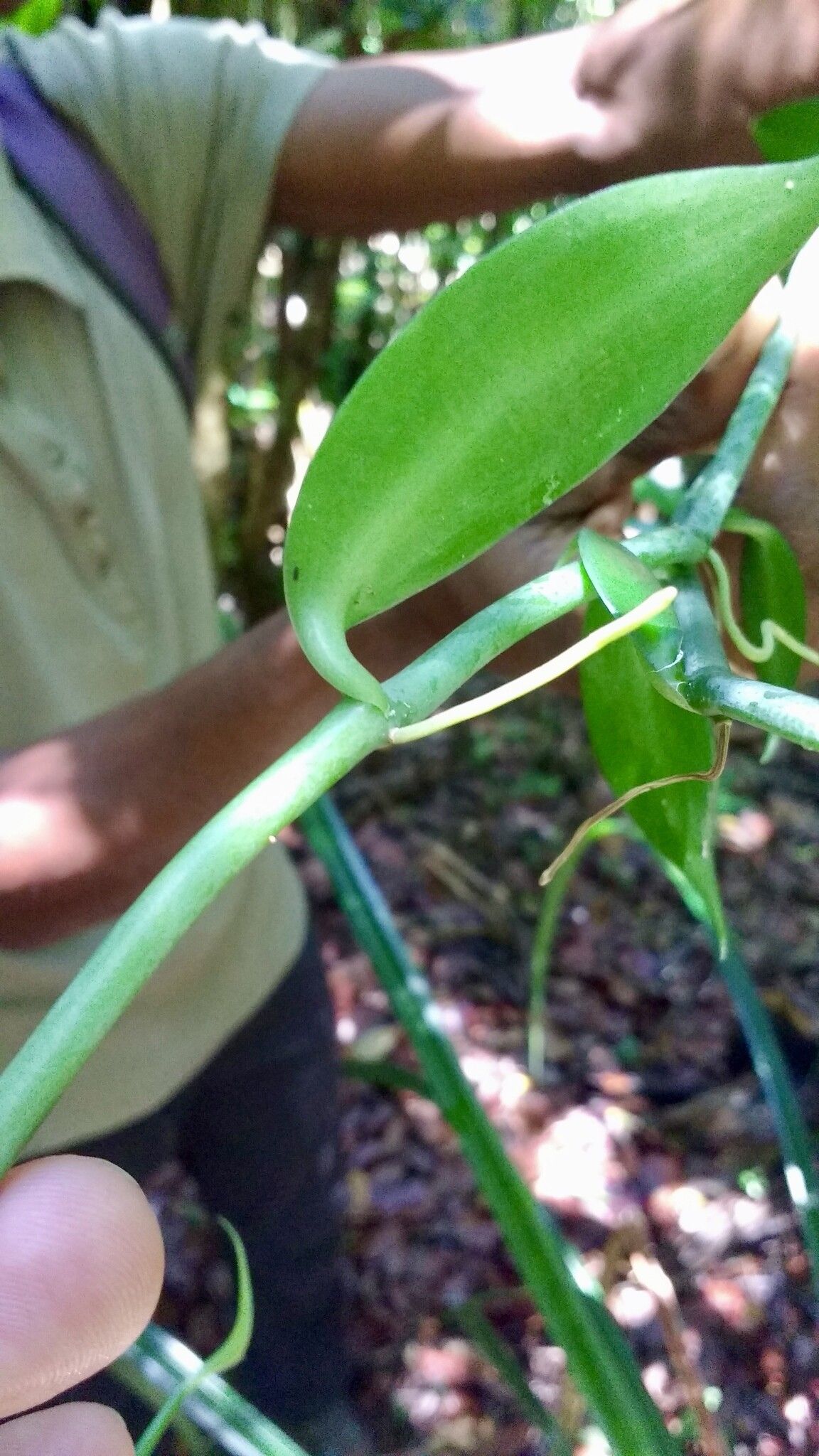 Vanilla coursii — houseplant care guide